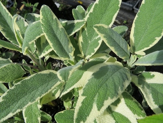 Salvia officinalis 'White Edged'